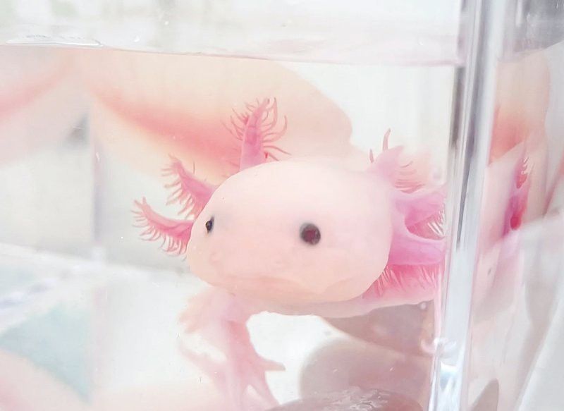 小龍魚多少錢一只 小龍魚多少錢一只 龍魚百科 第5張