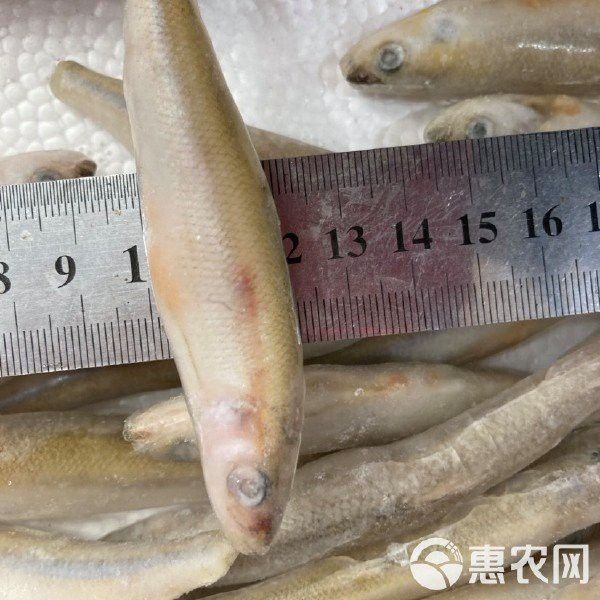 小龍魚多少錢一只 小龍魚多少錢一只 龍魚百科 第6張