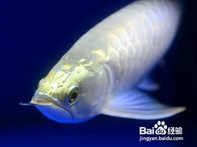 龍魚趴缸怎么辦小妙招（龍魚趴缸與水質(zhì)關(guān)系探究龍魚趴缸與水質(zhì)關(guān)系探究）