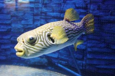 狗頭魚和龍魚混養(yǎng)可以嗎:狗頭魚和龍魚可以混養(yǎng)嗎 龍魚百科 第1張 狗頭魚和龍魚混養(yǎng)可以嗎:狗頭魚和龍魚可以混養(yǎng)嗎 狗頭魚和龍魚混養(yǎng)可以嗎:狗頭魚和龍魚可以混養(yǎng)嗎 龍魚百科 第1張