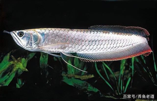 龍魚和鸚鵡混養技巧