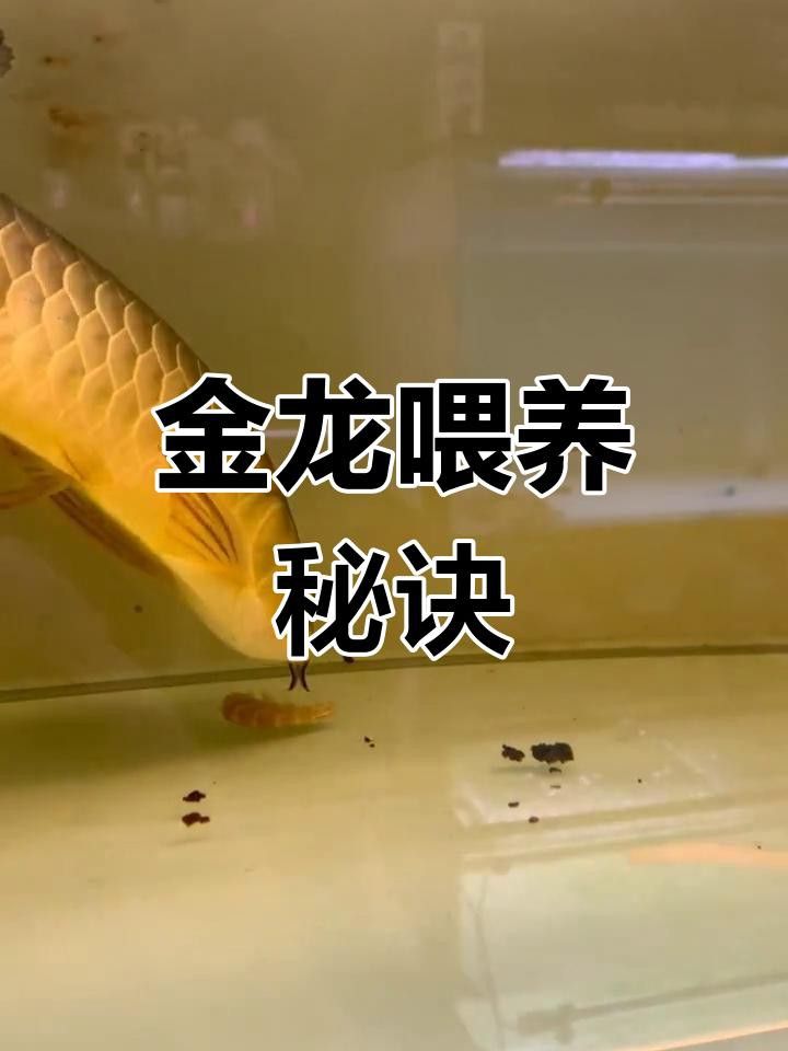 過(guò)背金龍吃什么飼料最好？ 過(guò)背金龍吃什么飼料最好？ 龍魚(yú)百科 第2張