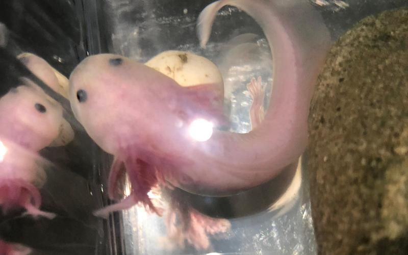 六角恐龍的叫聲錄音