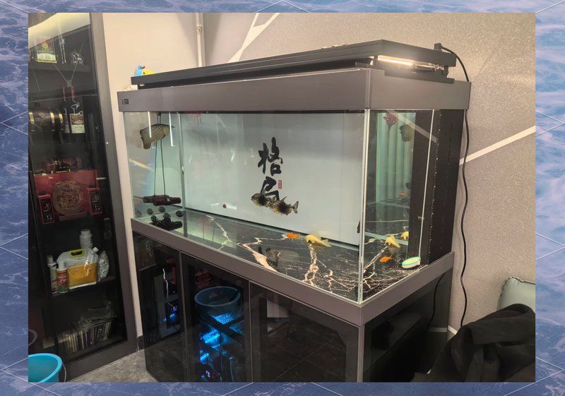 久鼎水族魚缸價格 久鼎水族魚缸價格 龍魚百科 第3張
