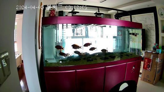 久鼎水族魚缸價格 久鼎水族魚缸價格 龍魚百科 第21張