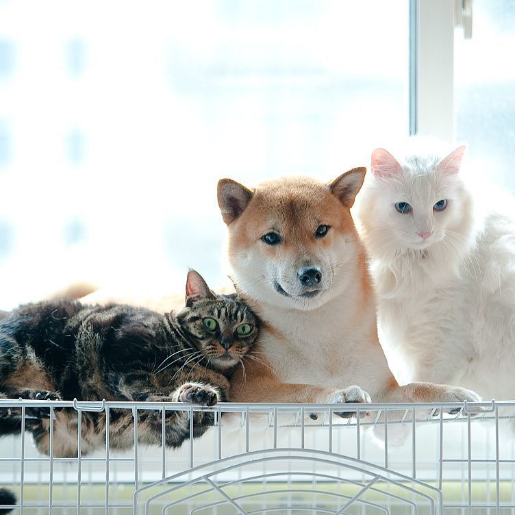 錦鯉變色的6個階段