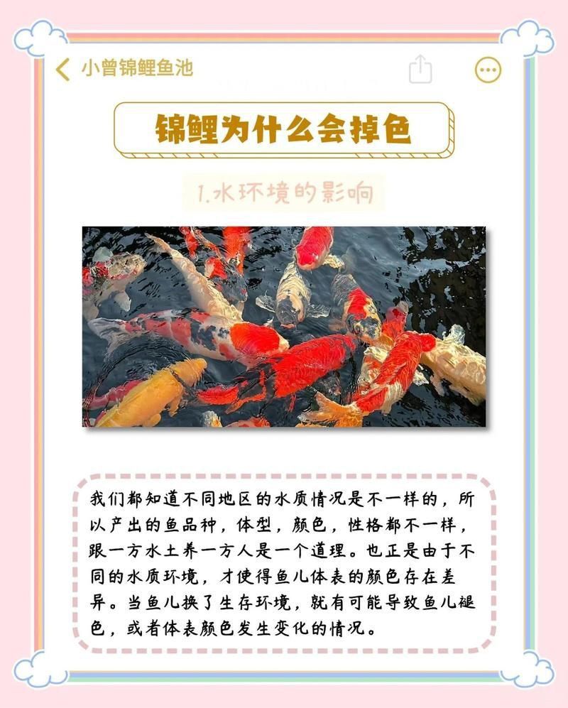錦鯉變色的6個階段