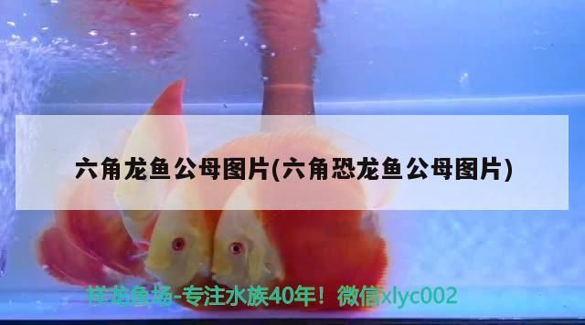 六角龍魚公母圖片(六角恐龍魚公母圖片) 六角龍魚公母圖片(六角恐龍魚公母圖片) 龍魚百科