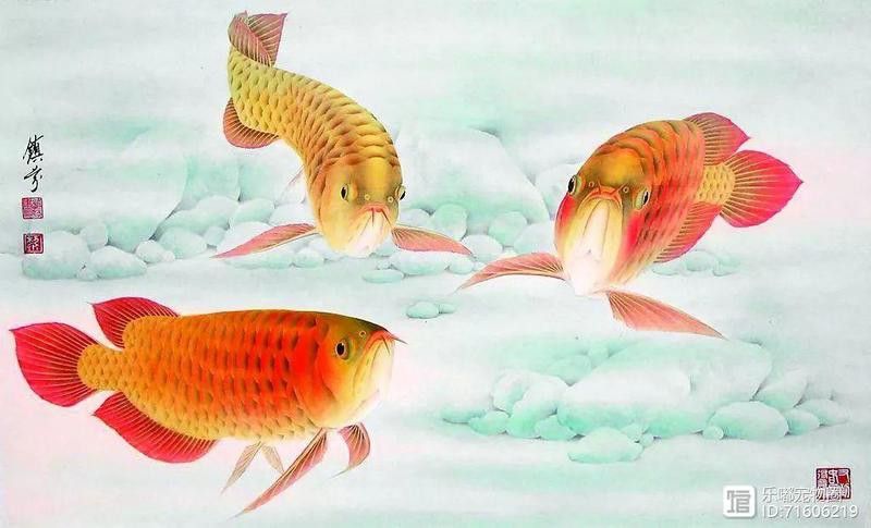 臺灣龍魚的故事簡介資料大全