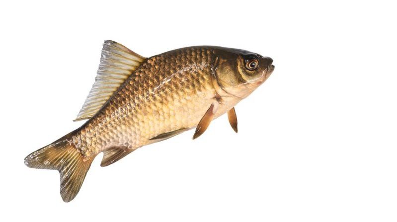 如何判斷白子招財龍魚的年齡？ 如何判斷白子招財龍魚的年齡？ 龍魚百科 第1張