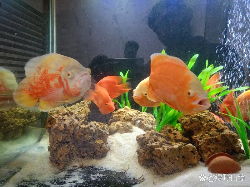 如何判斷白子招財龍魚的年齡？ 如何判斷白子招財龍魚的年齡？ 龍魚百科 第5張