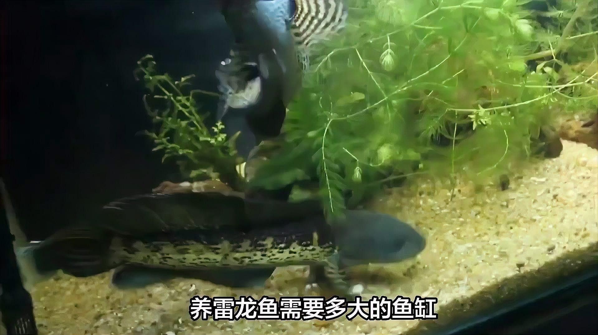 雷龍魚需要多大的活動(dòng)空間？