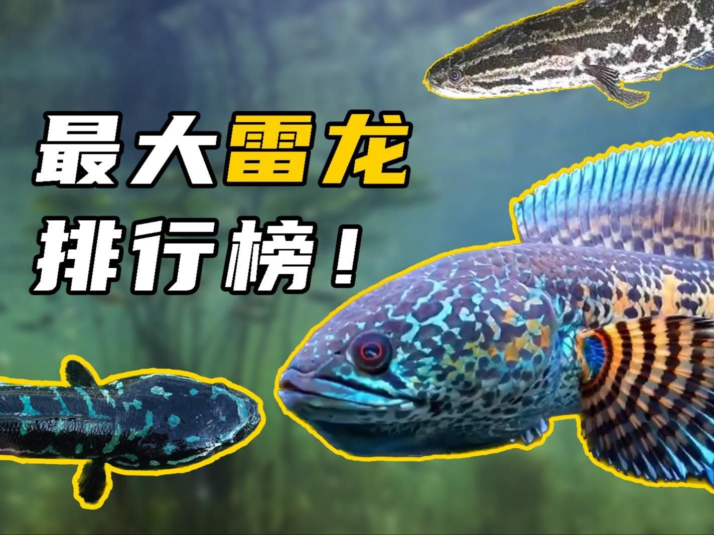 雷龍魚需要多大的活動(dòng)空間？