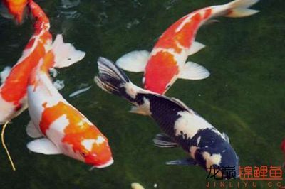 錦鯉貴還是龍魚貴：探討錦鯉和龍魚的價格時，我們需要考慮多個因素，需要考慮多個因素