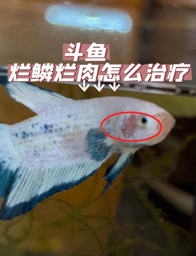 輕度鱗爛期間需要多久換一次水？