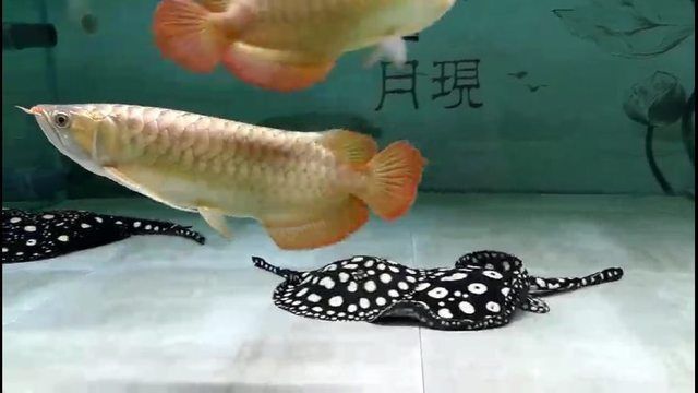 龍魚用藥期間是否需要開燈光照射一下：龍魚用藥期間是否需要開燈光照射
