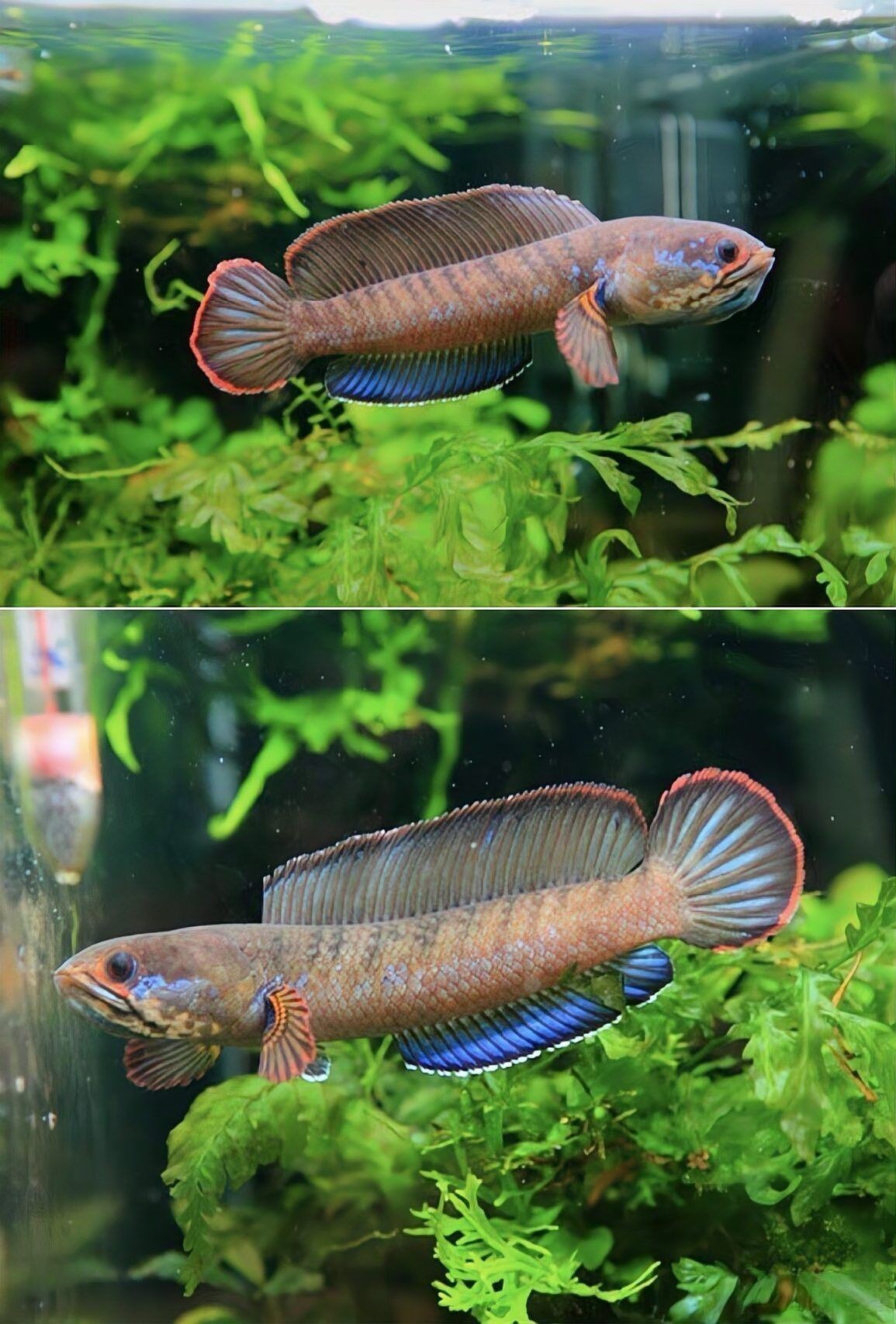 七彩雷龍魚繁殖的最佳季節是什么時候？ 七彩雷龍魚繁殖的最佳季節是什么時候？ 龍魚百科 第3張