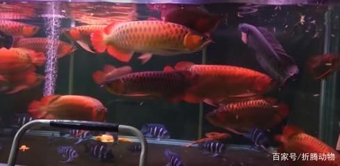 紅龍魚混養最佳幾條魚好：紅龍魚混養最佳幾條魚