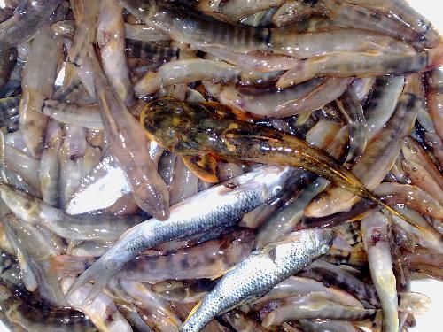 喂龍魚吃的小紅魚怎么養殖好：養殖小紅魚時需要考慮到養殖容器的大小,一般來說不宜多養