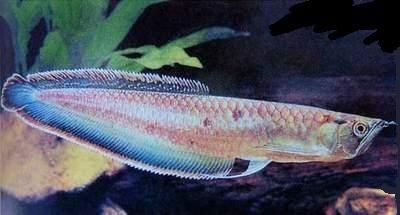 龍魚眼睛白了是什么病癥：龍魚眼睛出現白色是什么病癥 龍魚眼睛白了是什么病癥：龍魚眼睛出現白色是什么病癥 龍魚百科 第3張