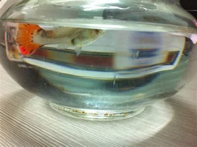 養龍魚為什么要開燈：養龍魚為什么要開燈呢？