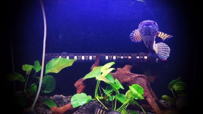 黃金眼鏡雷龍魚的壽命，關于黃金眼鏡雷龍魚的飼養