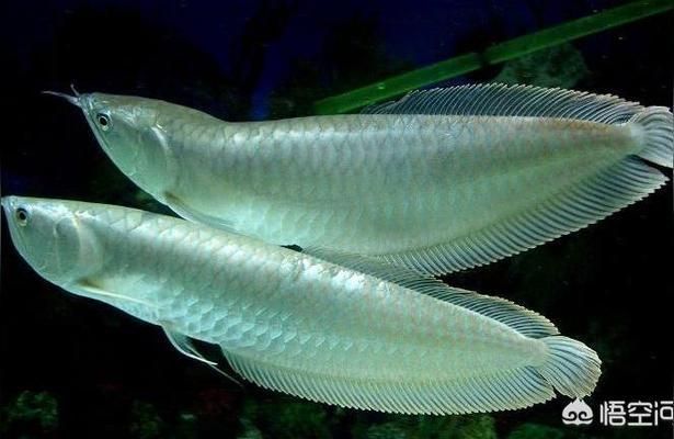 哪個牌子的魚缸水泵質量好（魚缸水泵品牌性價比排行） 哪個牌子的魚缸水泵質量好（魚缸水泵品牌性價比排行） 龍魚百科