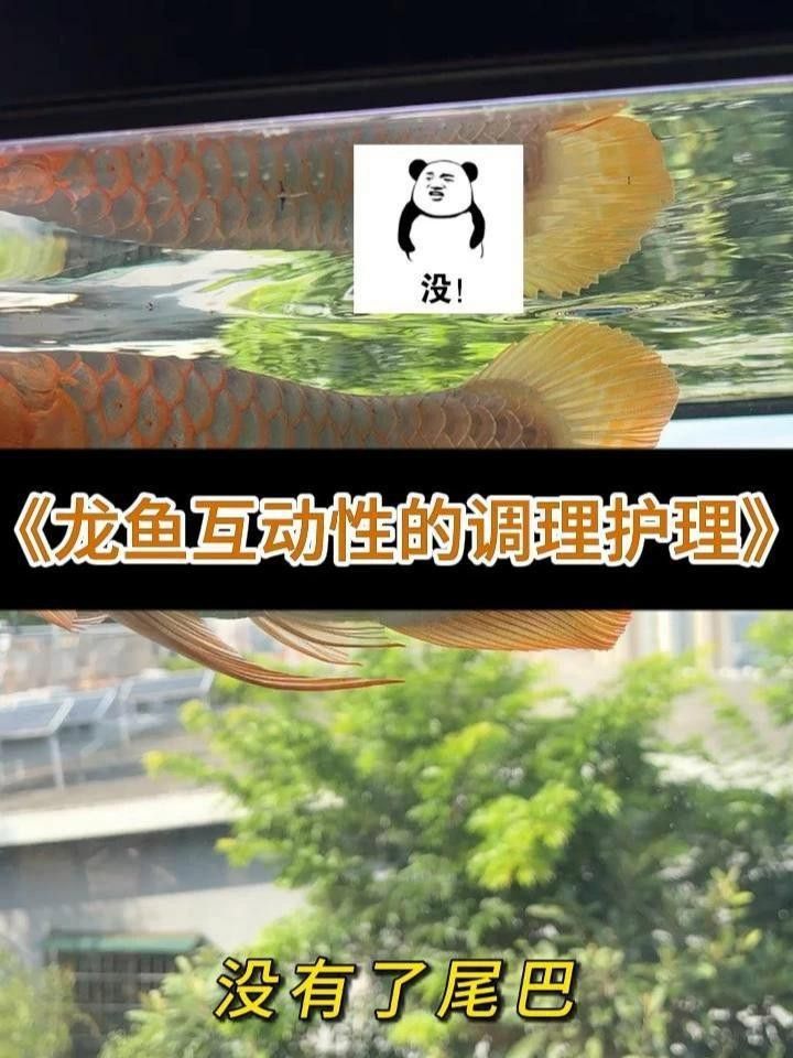 哪種治療方法對龍魚最安全？ 哪種治療方法對龍魚最安全？ 龍魚百科 第3張