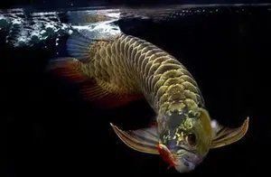 龍魚寄生蟲多久預防一次？ 龍魚寄生蟲多久預防一次？ 龍魚百科 第4張