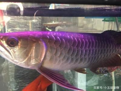 金頭過背金龍魚是什么品種的：金頭過背金龍魚是什么品種 金頭過背金龍魚是什么品種的：金頭過背金龍魚是什么品種 龍魚百科 第2張
