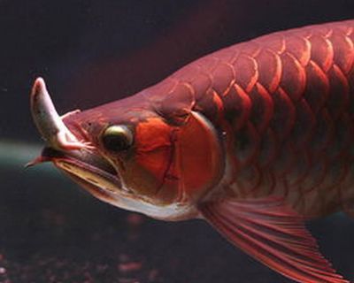 龍魚不吃蝦仁嗎為什么會(huì)死：龍魚不吃蝦仁為什么會(huì)死，如果龍魚不吃蝦仁，可能有幾點(diǎn)原因
