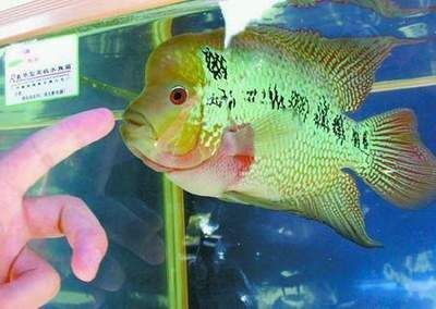 龍魚缸混養什么魚：幾種適合與龍魚混養的魚類及其混養時需要注意的事項 龍魚缸混養什么魚：幾種適合與龍魚混養的魚類及其混養時需要注意的事項 龍魚百科 第5張