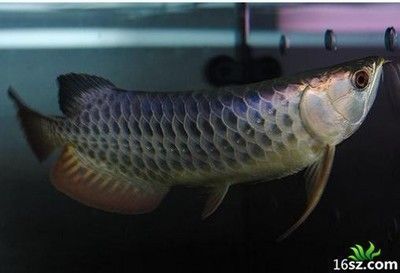 紅龍魚需要打氧嗎（紅龍魚打氧與水質的關系，紅龍魚打氧設備的選擇指南）