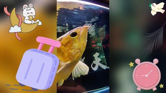 龍魚吃大麥蟲視頻