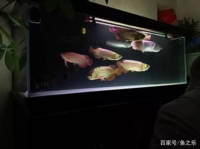 一米的魚缸能養(yǎng)龍魚嗎？：1米的魚缸能養(yǎng)龍魚嗎？