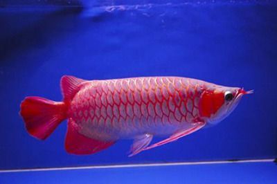 紅龍魚在哪里買便宜又好看又好養：紅龍魚價格紅龍魚飼養方法