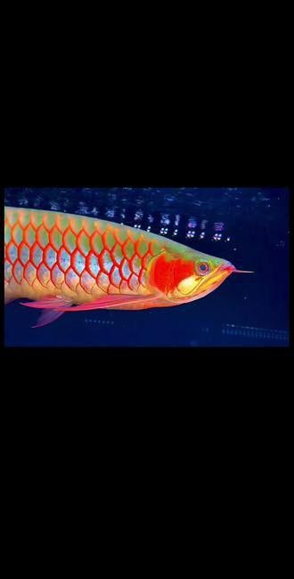 紅龍魚圖片大全大圖霸氣頭像