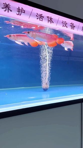 紅龍魚圖片大全大圖霸氣頭像