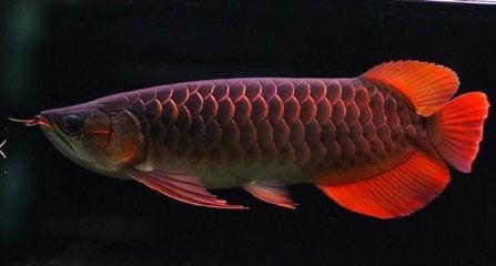 龍魚常見(jiàn)的病害有哪些呢：龍魚常見(jiàn)病及其癥狀