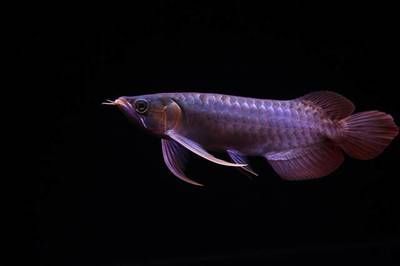 龍魚長幾年就停止生長了(龍魚生長周期和停止生長時間) 龍魚百科 第5張 龍魚長幾年就停止生長了(龍魚生長周期和停止生長時間) 龍魚長幾年就停止生長了(龍魚生長周期和停止生長時間) 龍魚百科 第5張