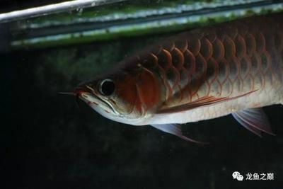 龍魚長幾年就停止生長了(龍魚生長周期和停止生長時間) 龍魚百科 第1張 龍魚長幾年就停止生長了(龍魚生長周期和停止生長時間) 龍魚長幾年就停止生長了(龍魚生長周期和停止生長時間) 龍魚百科 第1張