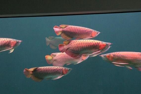 火龍魚可以和熱帶魚混養嗎圖片欣賞