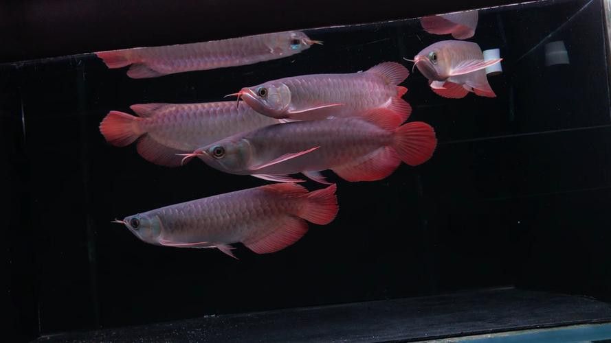 火龍魚可以和熱帶魚混養嗎圖片欣賞