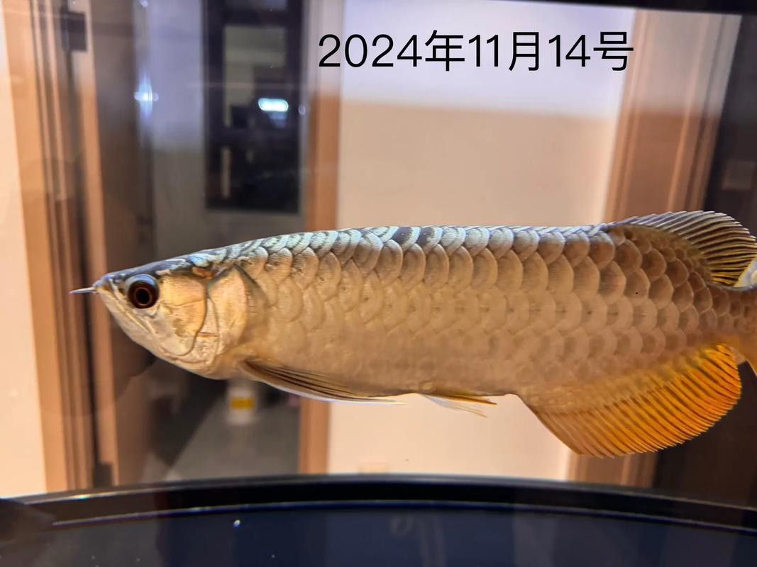 火龍魚可以和熱帶魚混養嗎圖片欣賞