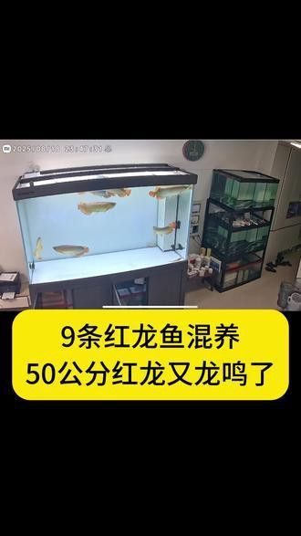 火龍魚可以和熱帶魚混養嗎圖片欣賞