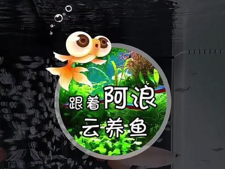火龍魚可以和熱帶魚混養嗎圖片欣賞