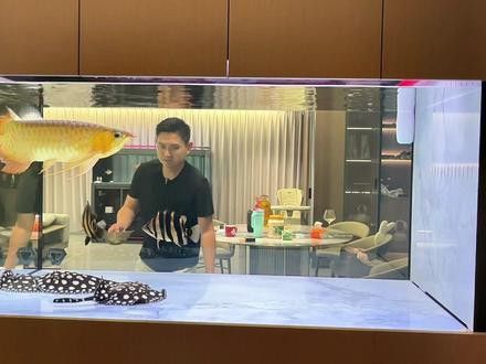 火龍魚可以和熱帶魚混養嗎圖片欣賞