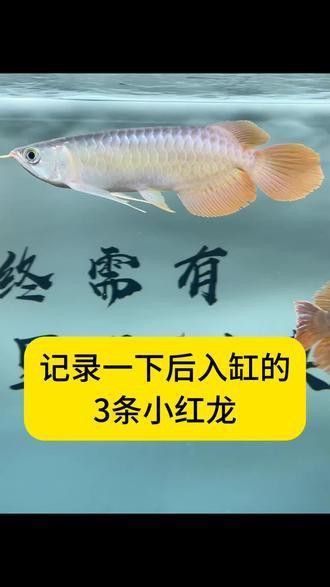 火龍魚可以和熱帶魚混養嗎圖片欣賞