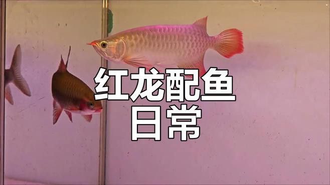 火龍魚可以和熱帶魚混養嗎圖片欣賞