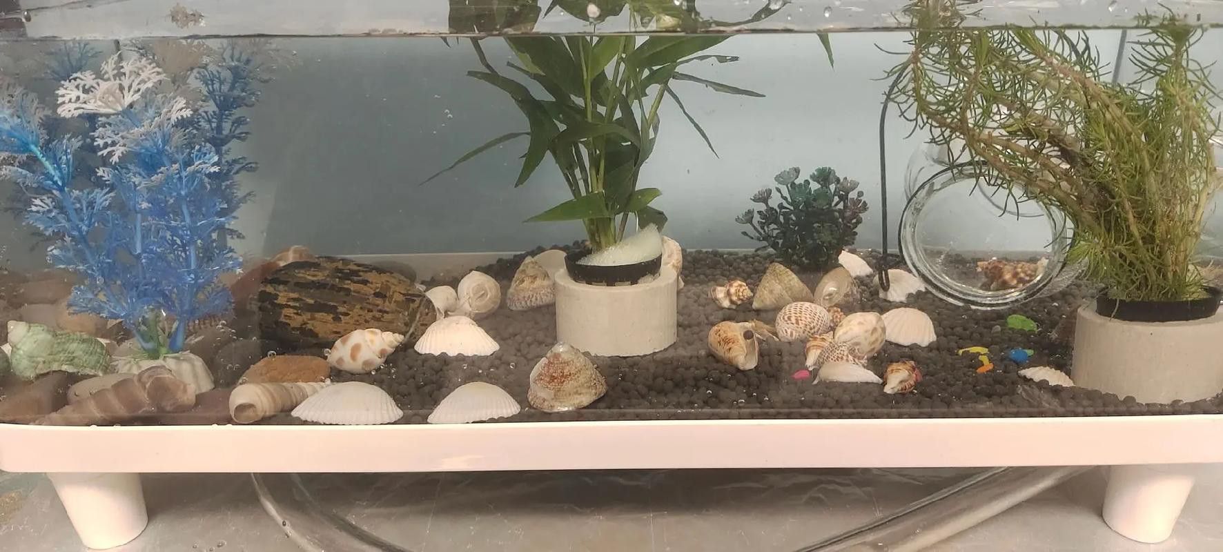 火龍魚可以和熱帶魚混養嗎圖片欣賞
